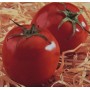 Curso de Tomate Hidroponico e Hidroponia Prática